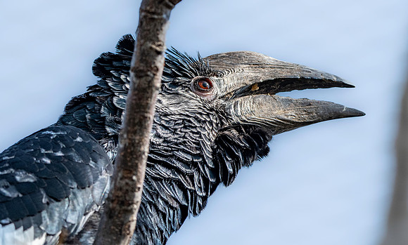 Silvery cheeked hornbill
