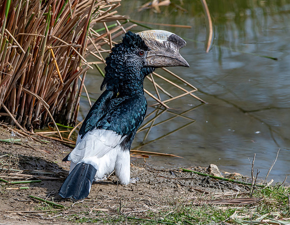 Silvery cheeked hornbill