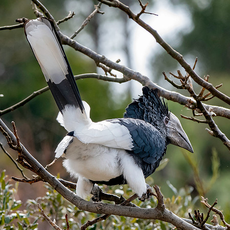 Silvery cheeked hornbill