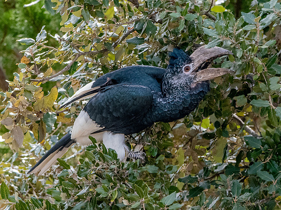 Silvery cheeked hornbill