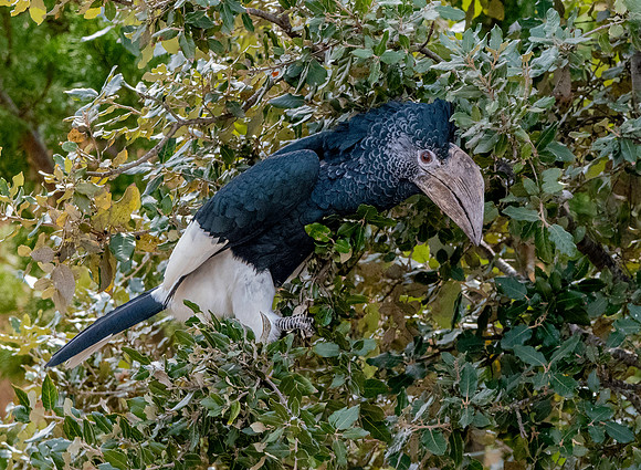 Silvery cheeked hornbill
