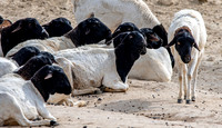 Somali sheep