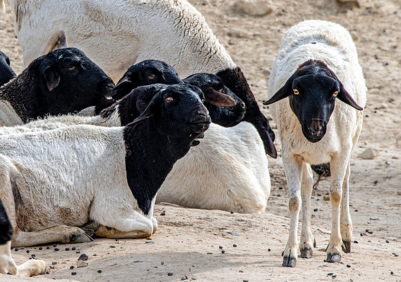 Somali sheep