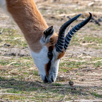 Springbok