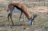 Springbok