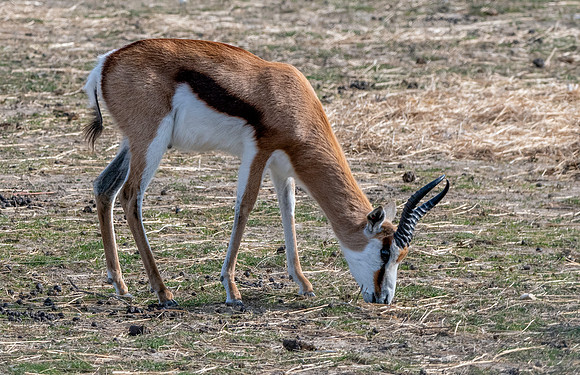 Springbok