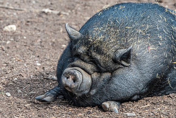 Vietnamese pot-bellied pig
