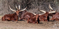 Watusi cattle