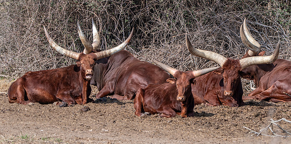 Watusi cattle