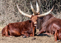 Watusi cattle