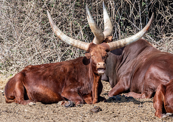 Watusi cattle
