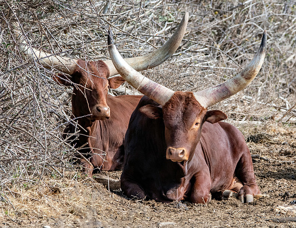 Watusi cattle