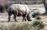 White rhinoceros