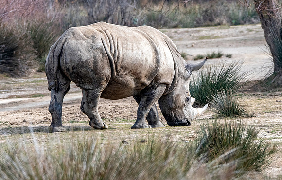 White rhinoceros