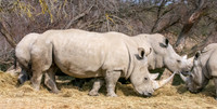 White rhinoceros