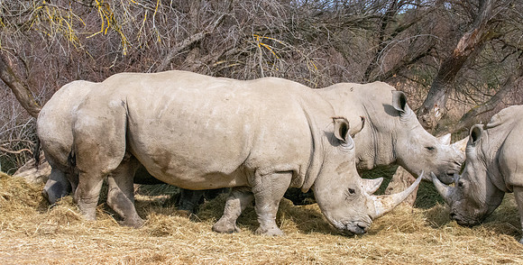 White rhinoceros