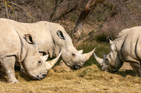 White rhinoceros