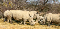White rhinoceros