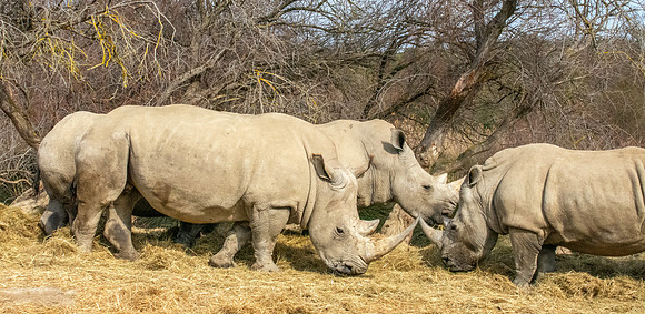 White rhinoceros