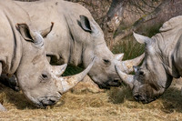 White rhinoceros