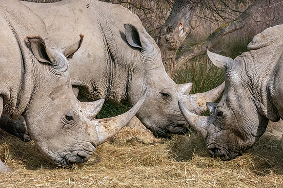 White rhinoceros