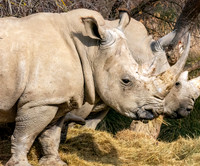 White rhinoceros