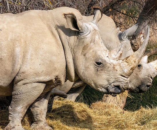 White rhinoceros