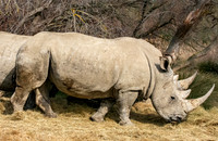 White rhinoceros