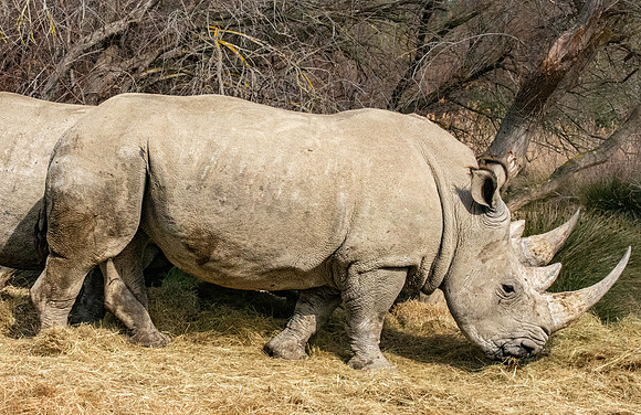 White rhinoceros