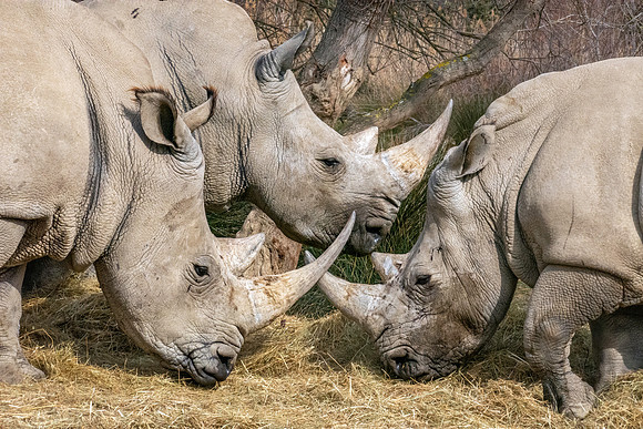White rhinoceros
