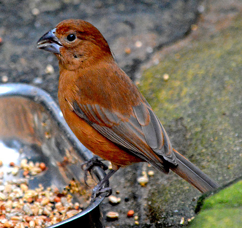 Ultramarine grosbeak, female