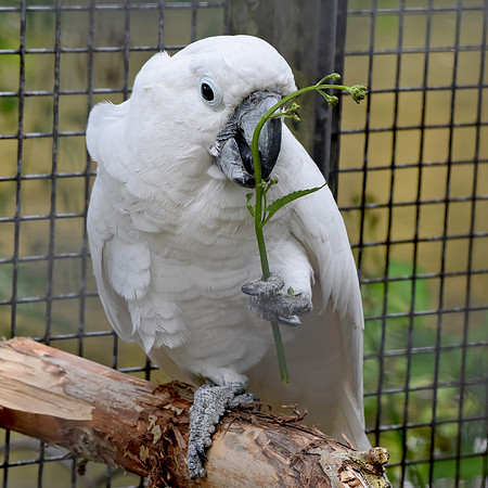 Umbrella cockatoo