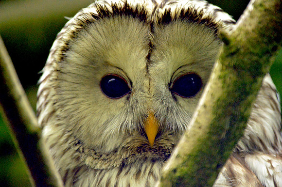 Ural owl