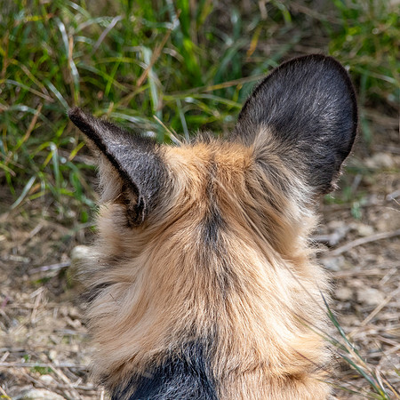 Wild painted dogs