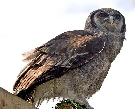 Verreaux's eagle owl