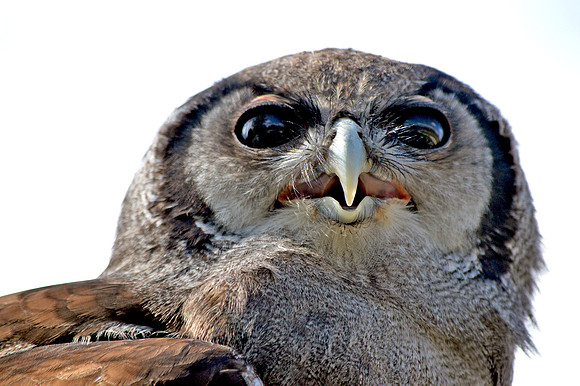 Verreaux's eagle owl