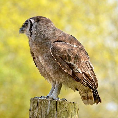 Verreaux's eagle owl