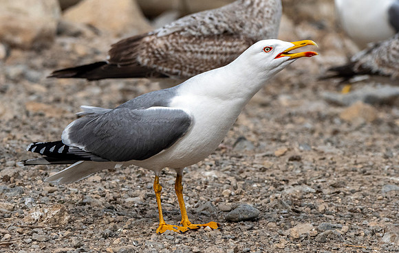 Yellow legged gull