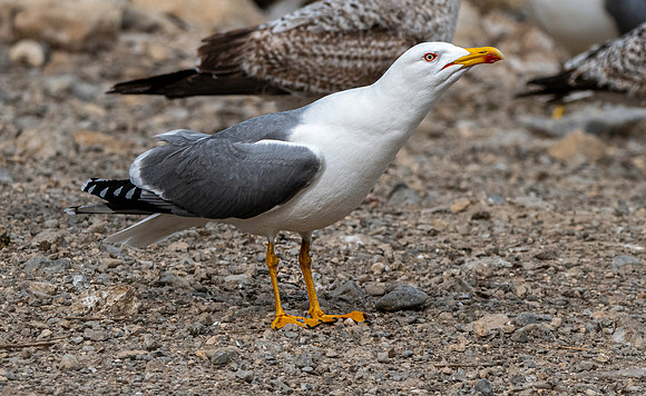 Yellow legged gull