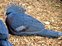 Victoria crowned pigeon