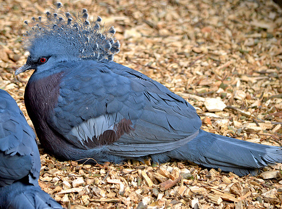 Victoria crowned pigeon