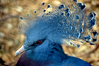 Victoria crowned pigeon