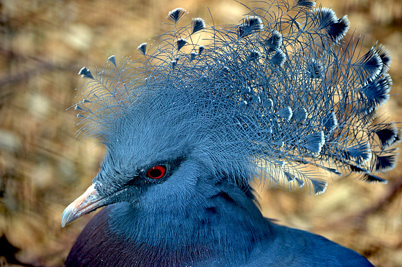 Victoria crowned pigeon