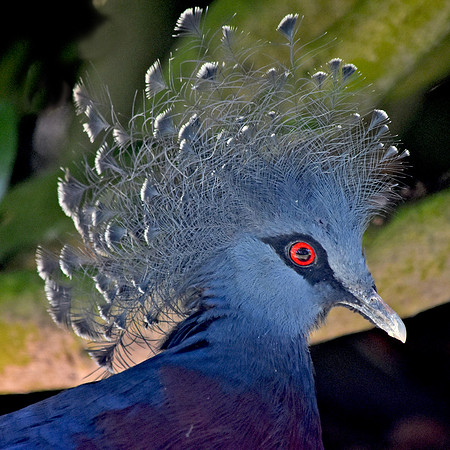Victoria crowned pigeon