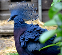 Victoria crowned pigeon