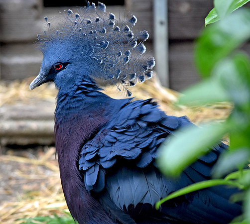 Victoria crowned pigeon