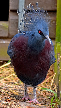 Victoria crowned pigeon