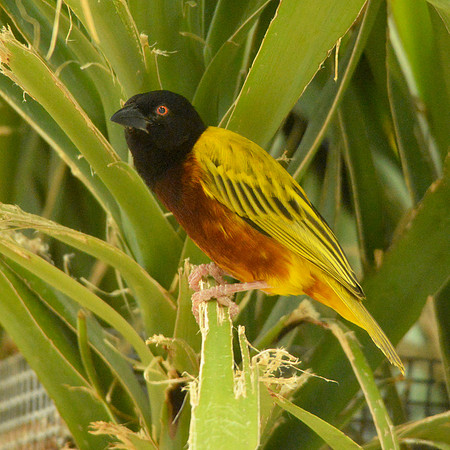 Village weaver, male