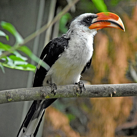 Von der Decken's hornbill
