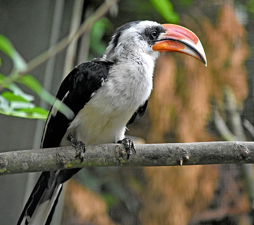 Von der Decken's hornbill